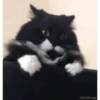 Cute cat 12
