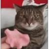 Cats gif 15