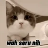 Koceng 9