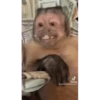 Monkeys 10