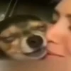 Pinchers e Chihuahuas 14