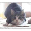 Cute cat 10