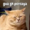 Kitty 7