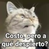 😻Gatitos con Frases🧶 14