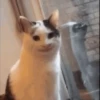 Reações de animais fofinhos 🥰 14