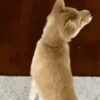 Perritos Mov 1 🐕🐶🐾 12