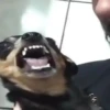 Pinchers e Chihuahuas 15