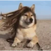 Dog Animated 20