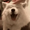 Perritos Memes Mix 🐶🐕 8