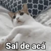 😻Gatitos con Frases🧶 24