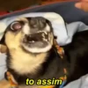 Pinchers e Chihuahuas 8