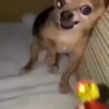 Pinchers e Chihuahuas 13