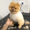 Perritos Memes Mix 🐶🐕 10