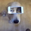 Perritos Mov 1 🐕🐶🐾 5
