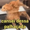 Reações e pets 😍 13