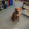 Perritos Mov 1 🐕🐶🐾 13