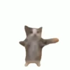 Cute cat 9