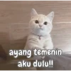 Kitty 6