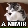 Gatos Bugados Memes 7