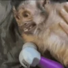 Monkeys 12