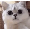 🐾❤️Gatitos para ti😻😽 2 11