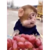 Monkeys 14