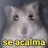 Reações e pets 😍 9