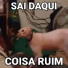 Gatos Bugados Memes 12