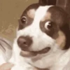 Perritos Memes Mix 🐶🐕 7