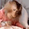 Monkeys 15