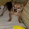 Pinchers e Chihuahuas 12