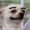 Perritos Memes Mix 🐶🐕 12