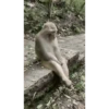 Monkeys 16