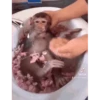 Monkeys 17