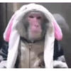 Monkeys 18
