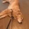 Perritos Mov 1 🐕🐶🐾 15