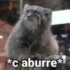 😻Gatitos con Frases🧶 8