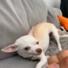 Pinchers e Chihuahuas 10
