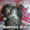 😻Gatitos con Frases🧶 19
