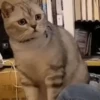 Animals 13