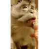 Monkeys 20