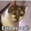 😻Gatitos con Frases🧶 12