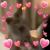 Gatos Bugados Memes 8