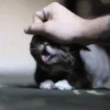 🐾❤️Gatitos para ti😻😽 2 7