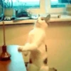 🐾❤️Gatitos para ti😻😽 2 15