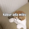 Kitty 16
