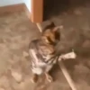 Gatos Bugados Memes 14