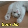 Reações de animais fofinhos 🥰 8