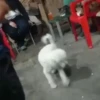 💃🏻Animaditos 6🕺🏻 6