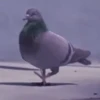 Animals 19